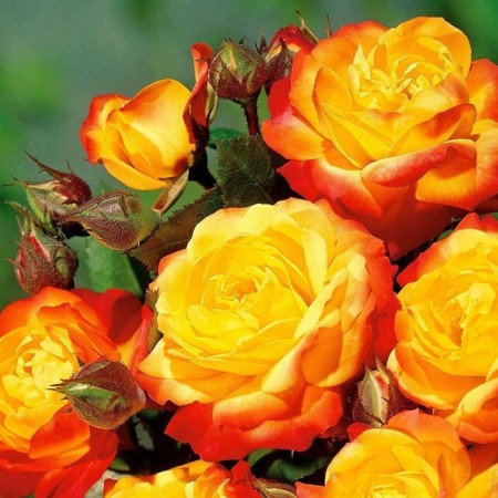 Seedling rose "Rumba", tube, spring 2025