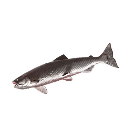 Training set "Stages of fish development" 5 figures-7