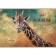 Album for drawing A4, 48 sheets, on a paper clip, "Wild World", covered cardboard, matte lamination, embossing, block 100 g/m², mix