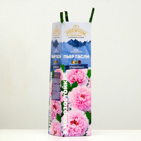 Sahenian Rose Shrab (Kustovaya) Pierre Gasy, 1 pc, Spring 2024-1