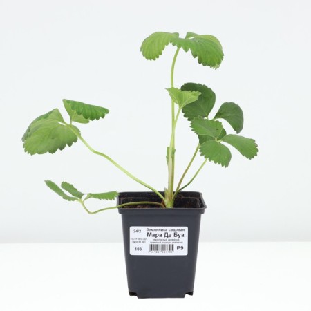 Strawberries Garden Mara de Bois, P9 Pot, 1 pc, summer 2024-2