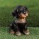 Garden figure "Rotweiler Puppy" 13x15x18cm ////