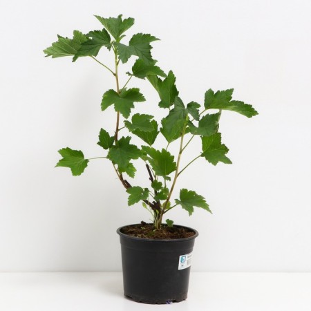 Currant Krasnaya Natalie, C2 pot, H20-40 Height, 1 pc, summer 2024-1