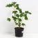 Currant Krasnaya Natalie, C2 pot, H20-40 Height, 1 pc, summer 2024