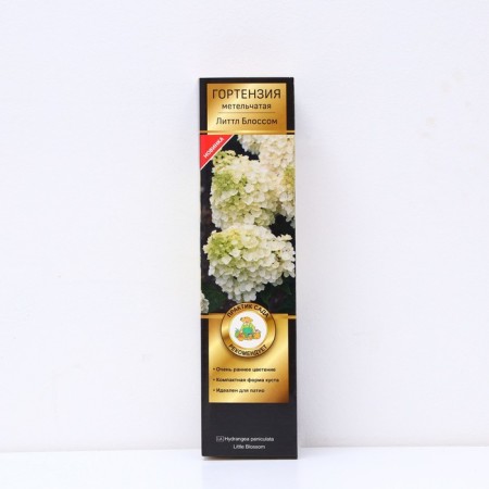 Hydrangea blizzard Patio Lux "Little Blossom Early Col., from June", 1 pc, tube, spring 2025