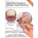 Human anatomy: atlas coloring, Elson L., Capit U.