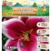 Lilia O.T. Hybrid "Friso", district 12/14, 2 pcs, spring 2024