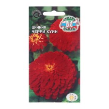 Cinnia Flowers 