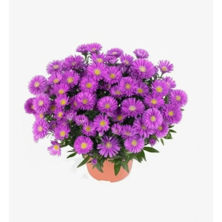 Astra shrub anneke, pot C2, 1 pc, summer 2024