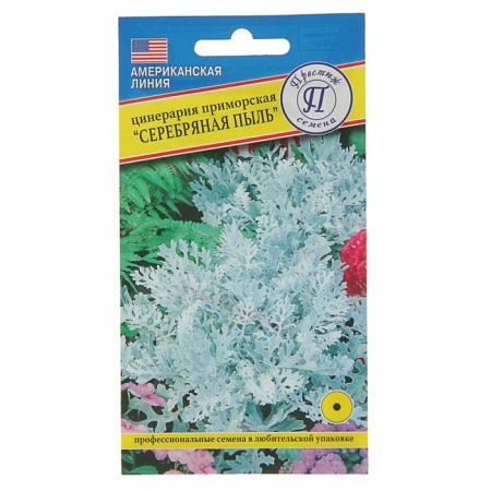 Flowers of Cineraria "Silver Dust", oh, 100 pcs-2