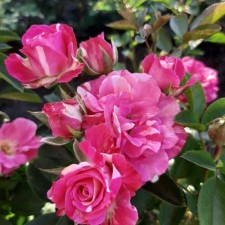 Seedling rose perpl Irishka, spray-rose, pot 2 l., Summer 2024