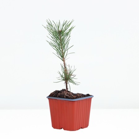 Ordinary pine, p9, spring 2024