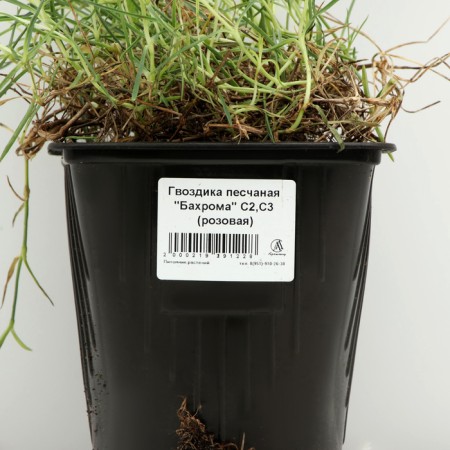 Sand -shaped cloves "fringe", pot C3 (pink), 1 pc, spring 2024-3