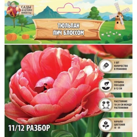 Tulip Pich Blossom, river 11/12, 5pcs, autumn 2024