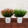 Bonsai in the pot "Garden Paradise" sedge, 11x22 cm, mix