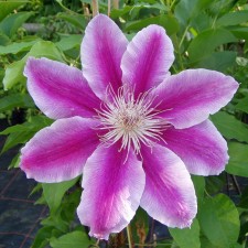 Clematis large-flowered doctor Rappel, C2 pot, H20-40 height, 1 pc, summer 2024