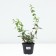 Honeysuckle edible Bakcharsky giant, C2 pot, H20-40 Height, 1 pc, summer 2024