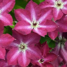 Clematis large-flowered Viva Polonia, C2 pot, H20-40 height, 1 pc, summer 2024