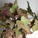 Bonsai in the pot "ivy indoor ultra" (soft sheet) 15x7 cm, mix