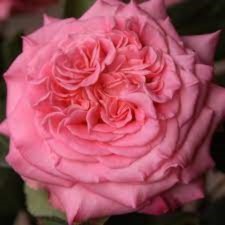 Ashley Tea-Hybride Rosa seedling, 1 pc, spring 2024