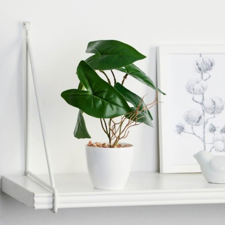 Bonsai in the pot “Filodendron Large Leaf” 7.5x20 cm