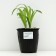 Lileynik hybrid "Foti STRITS", pot C2, 1 pc, Spring 2024