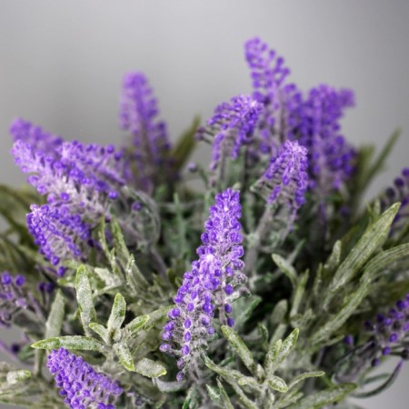 Bonsai "Lavender Extra Galant" 8x18 cm, lilac-1