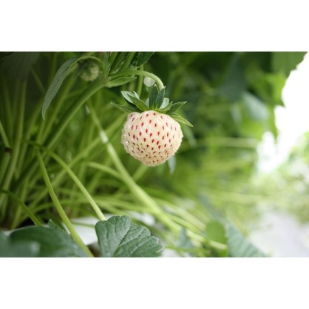 Strawberry Gardener Anablanka, P9 Pot, 1 pc, summer 2024