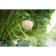 Strawberry Gardener Anablanka, P9 Pot, 1 pc, summer 2024
