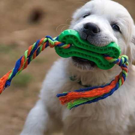 Chewing toy with rope, 11 x 5.5 cm, green-5