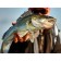 Floating wobbler LJ Original Shad = XDR F, 8 cm, color 003