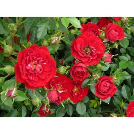 Rosa groundcover ed Fayry, C3.5 pot, H15-25 height, 1 pc, summer 2024