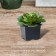Pot for seedlings, 180 ml, D = 7 cm, h = 6 cm, black, Greengo