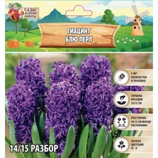 Giacint Blue Perol, rr 14/15, 3pcs, autumn 2024