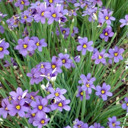 Sisirinhium narrow -leaved "Blue Aise Grass", P9 pot, 1 pc, spring 2024