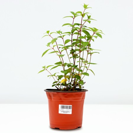 Saphenet Hydrangea "Pan. Sundae Fraise", pot C3.5, autumn 2024-1