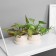 Bonsai in the Pot "Singonium Elite" (soft sheet) double, 12x14 cm