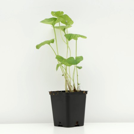 Violet Nursing "Alba", P9 pot, 1 pc, spring 2024-1