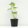 Violet Nursing "Alba", P9 pot, 1 pc, spring 2024