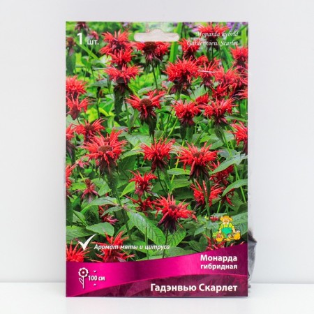 Hybrid monard "Gadenveu Scarlet", 1 pc, rr l, spring 2025