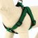 Acunition set is embossed, leash 120 x 2 cm, og 44-50 cm, green-black