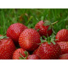 Strawberries Garden Mara de Bois, P9 Pot, 1 pc, summer 2024
