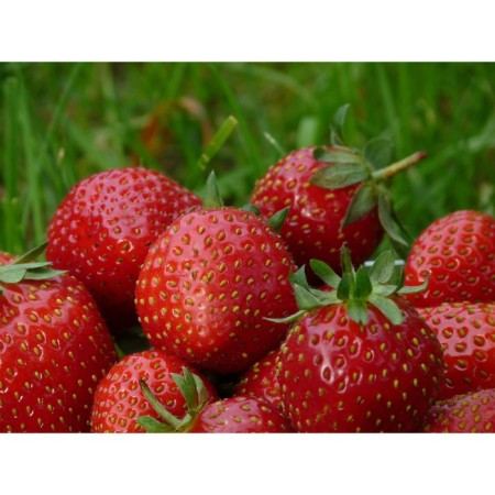 Strawberries Garden Mara de Bois, P9 Pot, 1 pc, summer 2024