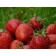 Strawberries Garden Mara de Bois, P9 Pot, 1 pc, summer 2024