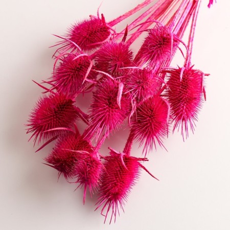 Set of dried flowers "Brush", banch 7-8 pcs, length 50 (+/- 6 cm), fuchsia-2