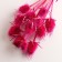 Set of dried flowers "Brush", banch 7-8 pcs, length 50 (+/- 6 cm), fuchsia