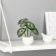 Bonsai in the pot "Diffenbachia Elegant Galant" 6x13 cm, green