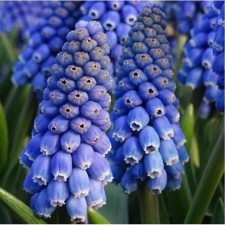 Muscari Armenian Big Smile, 7/8 rr, 10 pcs, 15-20 h (cm), autumn 2024