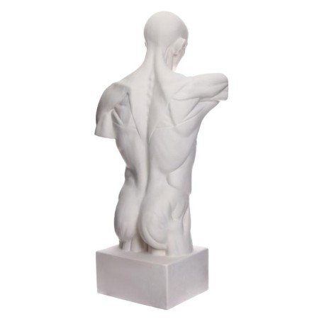 Anatomical gypsum figure: Goidon torso, 12 x 15 x 48 cm-3