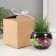 Set for growing plants "grow grass" Shar transparent